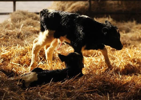 "A freshly born pair of twin calves on straw bedding in Co. Kilkenny."