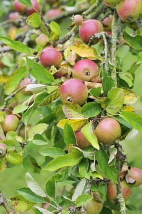 A Generic Photo of apples growing on a tree. See PA Feature GARDENING Apples. Picture credit should read: PA Photo/thinkstockphotos. WARNING: This picture must only be used to accompany PA Feature GARDENING Apples.