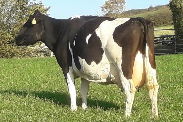 Inch Rocket Daphne 4 BFE95-6E LP 60 - her Catlane Chad son, Inch Continue PLI Â£384 (Lot 3) sells at Dungannon on 1st November.
