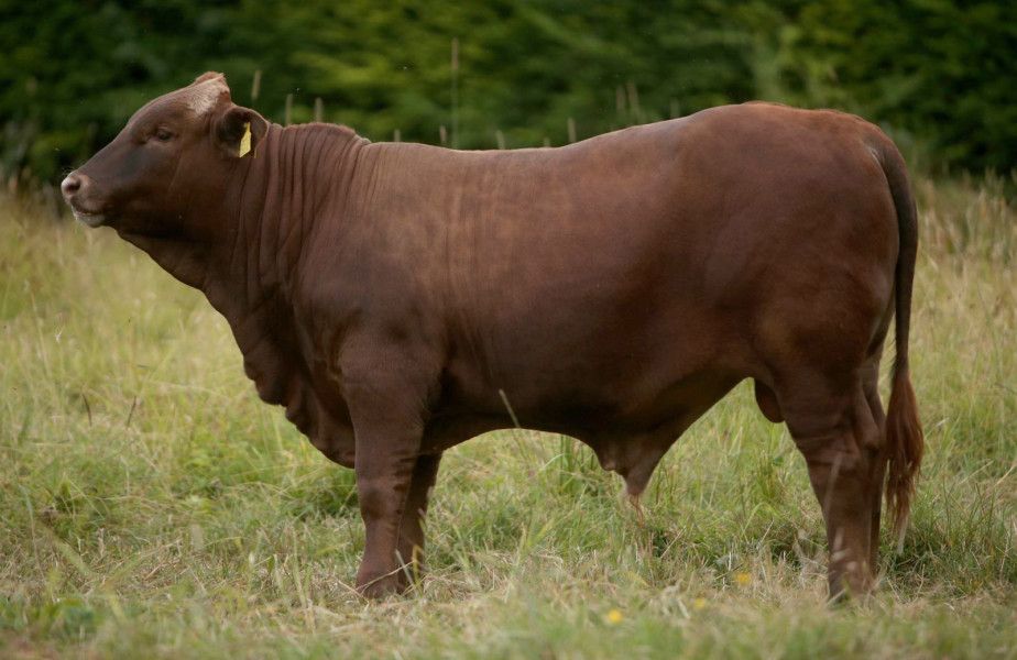Beefmaster Cattle Breed Isa Beefmasters | The Six Essentials