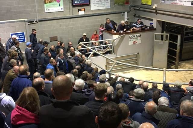 Large crowd gathers for Charolais Suckled Calf Sale at Markethill Mart