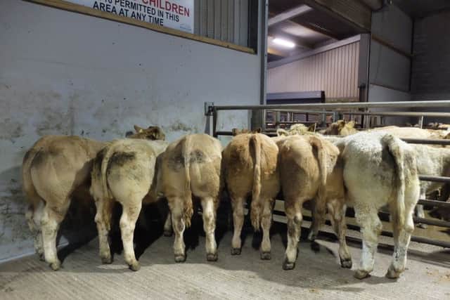 Top six in Markethill Mart at the Charolais Suckled Calf Sale