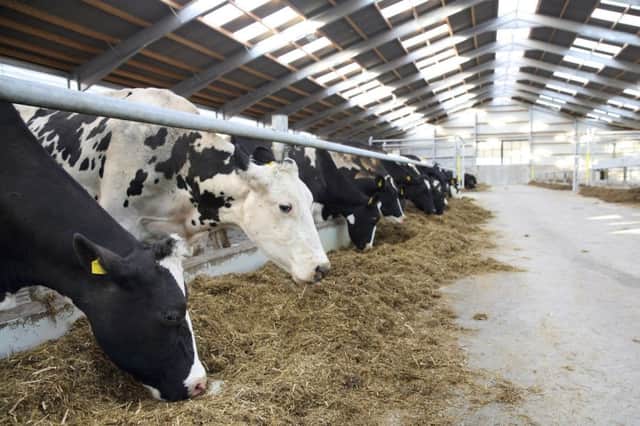 Dairy cows at Greenmout Agricultural College. Picture: Cliff Donaldson