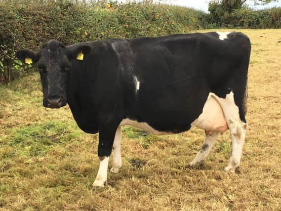 Castledale Excelsior Empress 39 winner of the Raby Herd Cup, for a cow having produced 50 tons or more of milk.