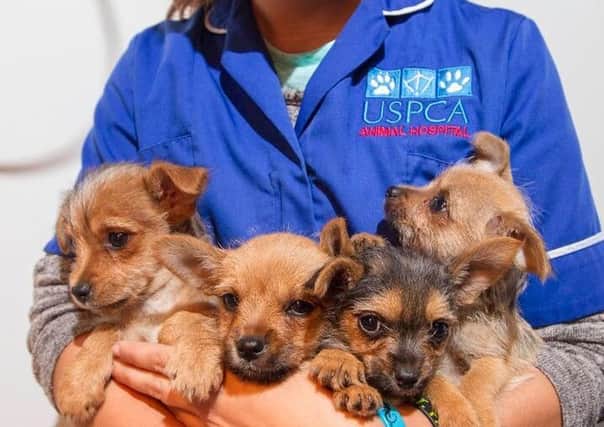 Puppies rescued from traffikers