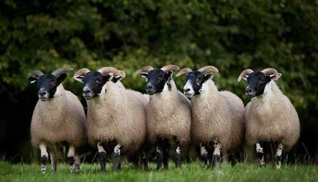 Sheep dipping courses to enable farmers to achieve the, Safe Use of Sheep Dip certificate will be available at CAFRE, Greenmount Campus on 28 January.