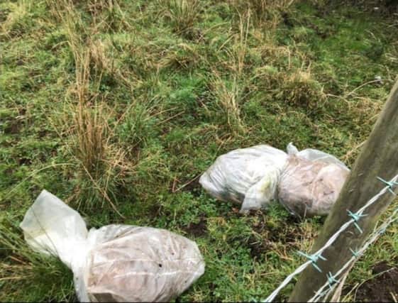 The dead calves which were dumped in Stoneyford