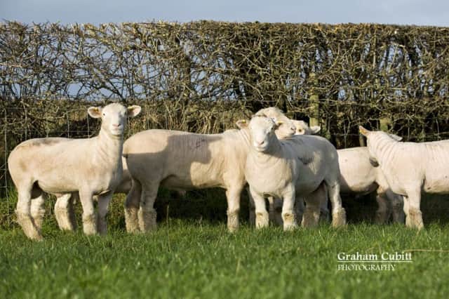 September born ram lambs selected for breeding