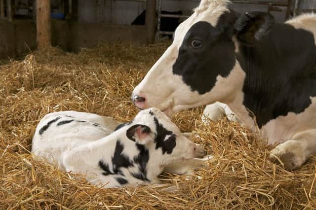 Create the optimal number of replacement "business units" with best calving potential.