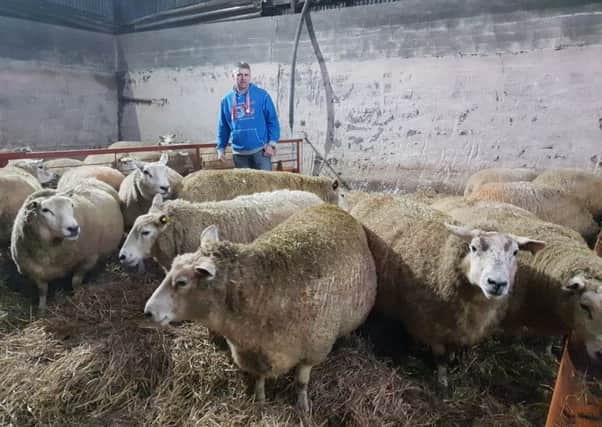 David Fulton, Knockloughrim, with his in-lamb Belclare X ewes which scanned at 190% and have been lambing since mid-January