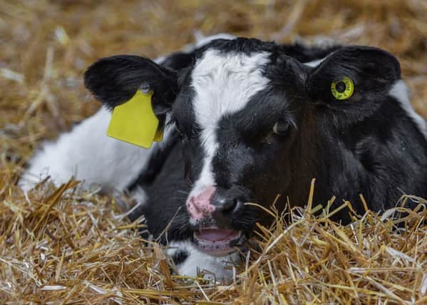 The rearing regime for a calf in the first 60 days of its life is key to dairy cow lifetime performance