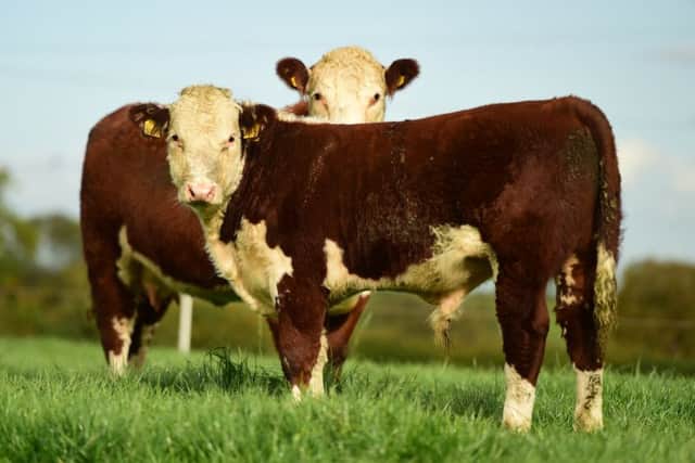 A young bull calf with its mother in the Drumatee herd near Markethill