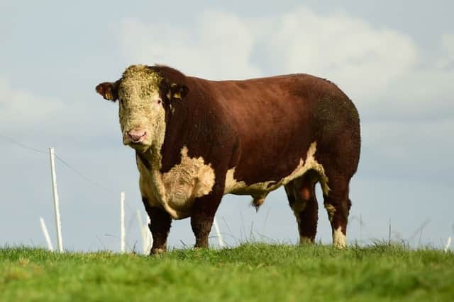 Cill Cormack Nevada, herd sire in the Drumatee herd was  judged best stock bull in the Northern Ireland Herds competition