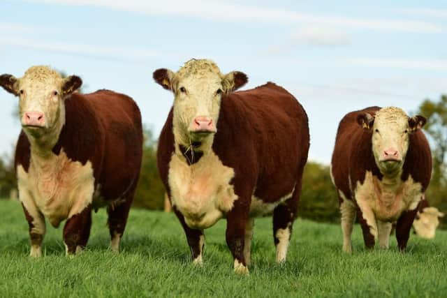 Some of the quality females which earned second place in the UK herds competition for John Conlon
