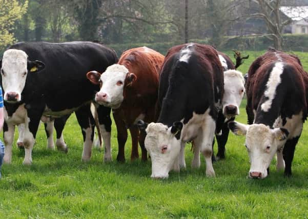 Teagasc research has highlighted the ability of the Hereford to use feed efficiently and to finish 13 weeks earlier than Continentals