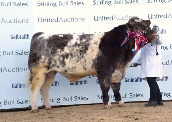 Sale leader and overall champion, Podehole Landmark, 15,000gns