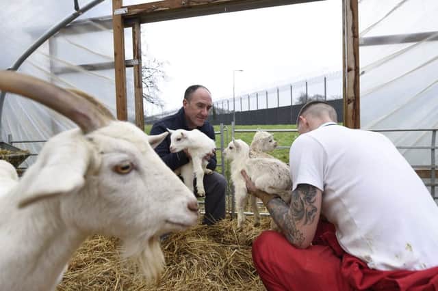 Ricky Graham, Vocational Training Officer at Hydebank Wood College and part-time farmer, watched over them as they helped deliver seven Saanen-crossed pygmy kid goats. Picture: Michael Cooper