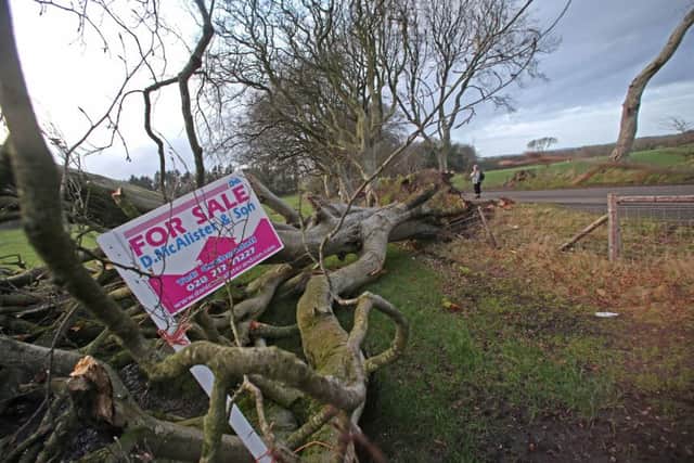 McAuley Multimedia 14/02/19 A 200 year old beech tree on the famous Dark Hedges has been put to auction after falling victim to a storm earlier this month. A fallen beech tree from the Dark Hedges near Stranocum in Co Antrim, which was the "King's Road" in the famous Game of Thrones drama has been put to auction to the highest bidder,The tree lined avenue known as the Dark Hedges has been a massive hit among tourists since its claim to fame in series two of Game of ThronesNow auctioneer Daniel McAllister is offering fans of the show the chance to own a genuine tree as seen in the series.Daniel McAlister and Son Estate Agents in Cushendall, said the tree fell onto land owned by his client James Laverty and he is open to the highest bidder.  Daniel McAllister can be contacted on 028 2177 1227 or info@danielmcalisterandson.com  Pictures Steven McAuley/McAuley Multimedia