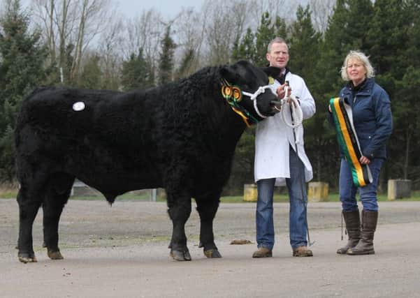 Brian Johnston and Hylda Mills, Scarva, exhibited the supreme champion Dartrey Viscount Cid T655 sold for a top price of 4,500gns at the Aberdeen Angus Cattle Society's Dungannon show and sale. Picture: Julie Hazelton