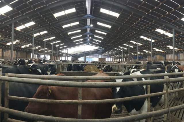 Roadhead Farm Feeds dairy unit