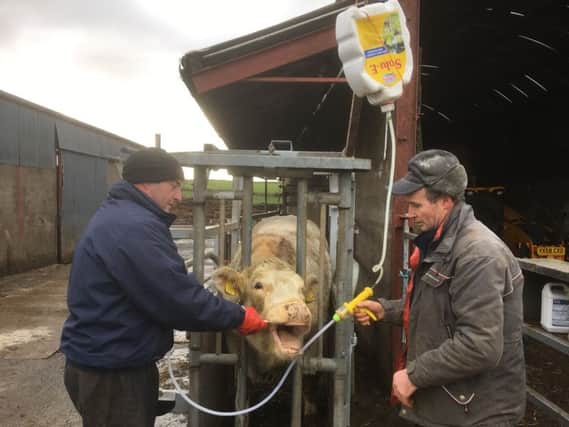 David Morrison, right, also uses the Easy Boss E oral distraction device to administer  liquid treatment down the stainless steel tube without any head wrestling, stress or injury.