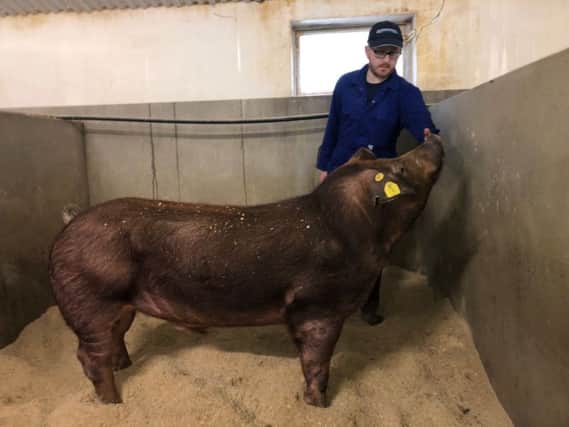 One of the elite Duroc Boars recently imported from Denmark by Glenmarshal Sires. At test  it recorded a growth rate of 1267g per day