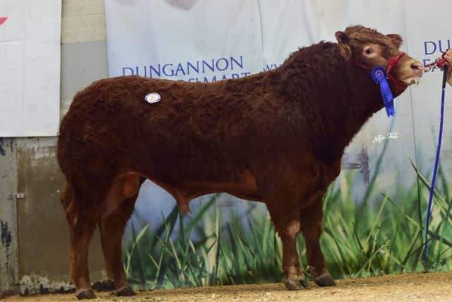 Millgate Nutty 3,500gns lot 23