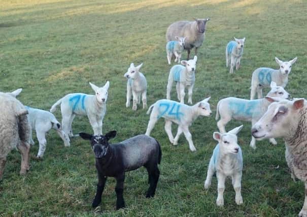 Marking ewes and lambs allows easier identification and matching of lambs to ewes
