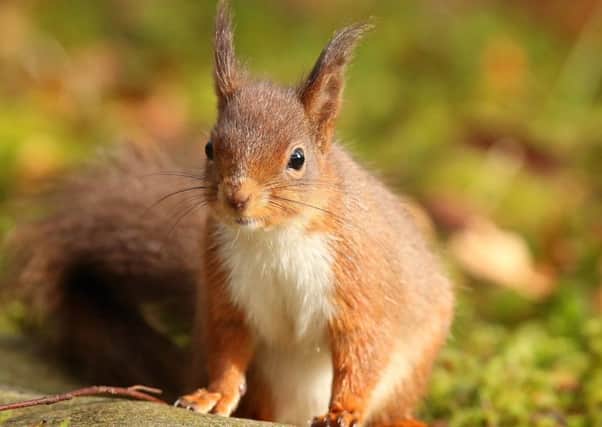 Red squirrel. Photo Credit: Desmond Loughery