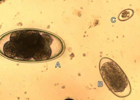 A Nematodirus egg (A) in a faeces sample from a lamb with other gut infections (trichostrongyle worms (B) and coccidiosis (C))