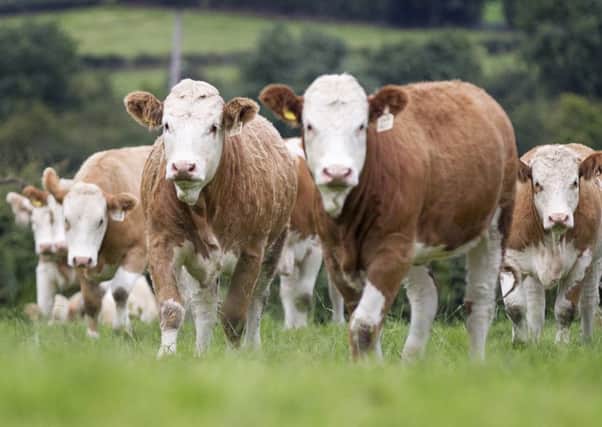 The NI Simmental Club is inviting commercial female entries for its evening sale in Ballymena Mart on Wednesday 8th May.
