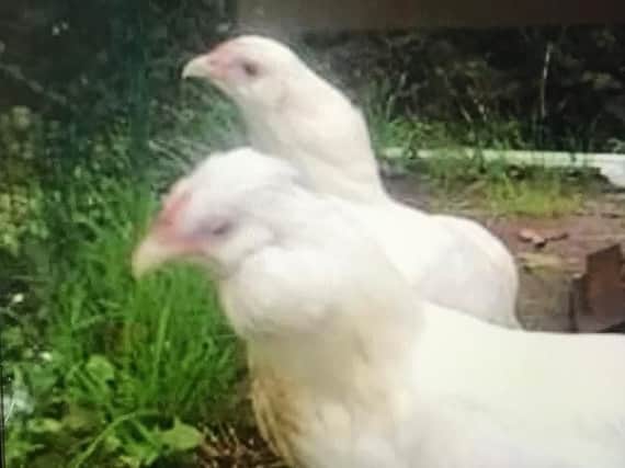 The chicken that was cruelly killed by the Milford Haven teenagers