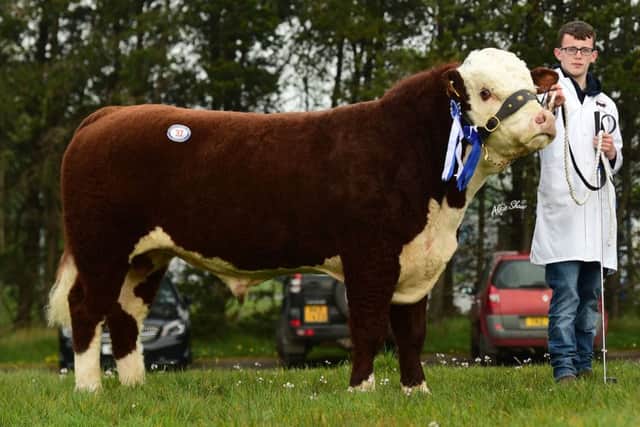 Reserve champion, Richmount 1 Rory exhibited by Bradley Graham from Portadown