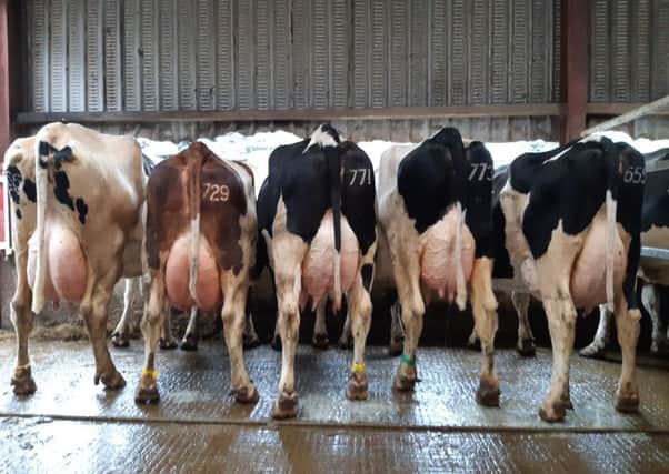 Some of the cows which will be in the dispersal sale.  The mother of the calf to be auction off for the Air Ambulance is pictured on the (left).