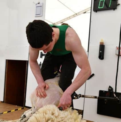 YFCU member participating in the sheep shearing competition