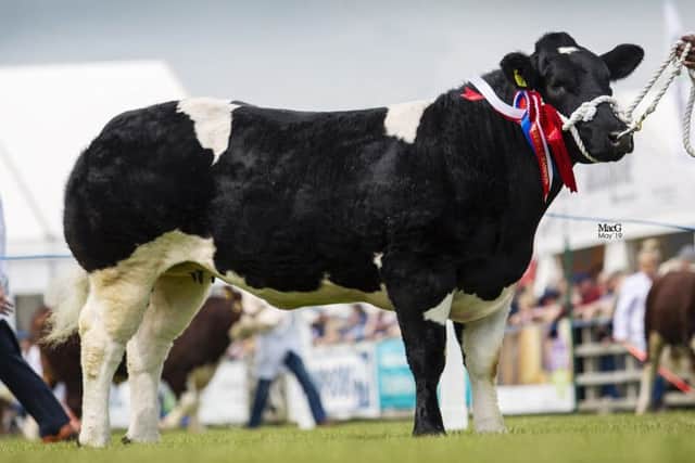 Junior champion, reserve female and reserve supreme champion at Balmoral Show was Springhill Noelle bred by James and Sam Martin, Newtownards. Picture: MacGregor Photography