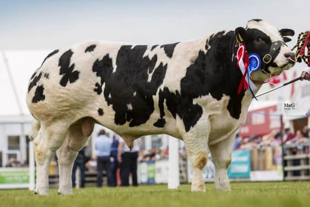 Male champion and reserve junior champion was the McGuinness familyâ¬"s Faughanvale Ned. Picture: MacGregor Photography