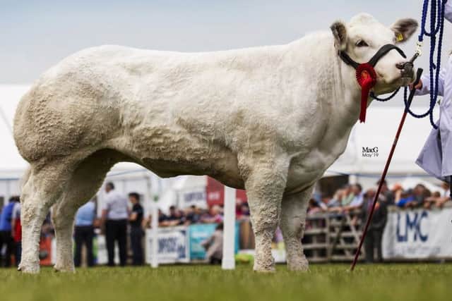 Senior heifer class winner was Ballykeel Matilda owned by the Dorman Family from Dungannon. Picture: MacGregor Photography