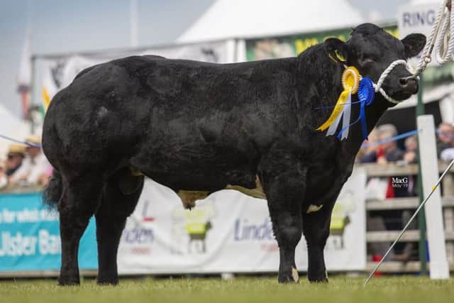 Reserve male champion was the second placed junior bull Springhill Norman bred by James and Sam Martin, Newtownards. Picture: MacGregor Photography