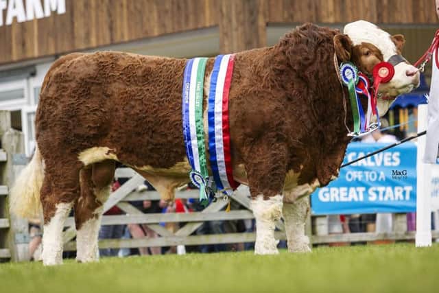 Junior champion, male champion and supreme overall Simmental champion at Balmoral Show was Ranfurly Jamieson from WD and JD Hazelton, Dungannon. Picture: MacGregor Photography