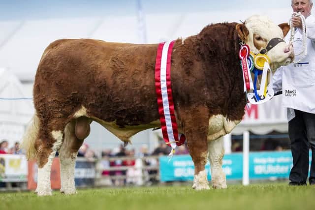 Bridgerwater Farm Jed bred by Nigel Glasgow, Cookstown,  was the reserve junior and reserve supreme champion at the 151st Balmoral Show. Picture: MacGregor Photography