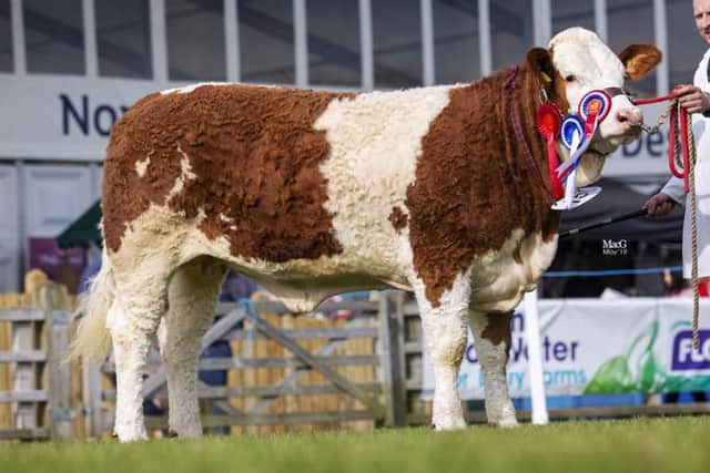 Female champion was Ranfurly Weikel 23rd bred by WD and JD Hazelton, Dungannon. Picture: MacGregor Photography