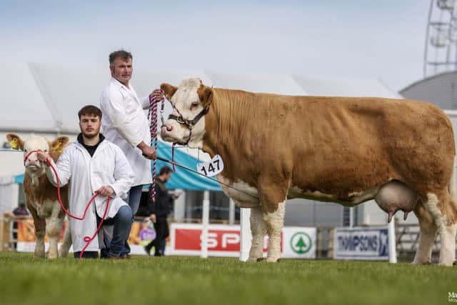 Ballinalare Farm Chanel owned by Joe Wilson, Rathfriland, was the winner of the senior cow class. Picture: MacGregor Photography