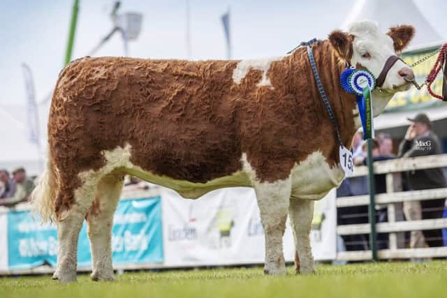 Zara Clarke, Tynan, stood second in the intermediate heifer class with Breaghey Leading Lady. Picture: MacGregor Photography