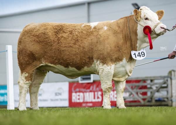 Senior heifer class winner was Ballinalare Farm Ivory bred by Joe Wilson, Rathfriland. Picture: MacGregor Photography