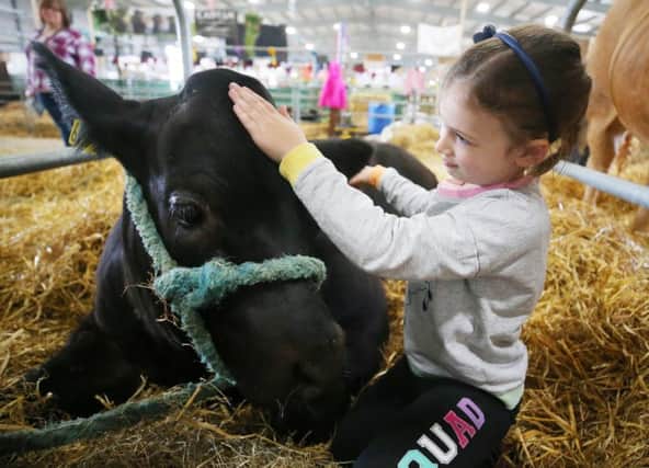 Press Eye - Belfast - Northern Ireland - 16th May 2019

Day two of the Balmoral Show in partnership with Ulster Bank at Balmoral Park outside Lisburn.  Tori Veitch from Lisbellaw in Co. Fermanagh, who is celebrating her sixth birthday, prepare the family bullock ahead of today's showing. 

Picture by Jonathan Porter/PressEye