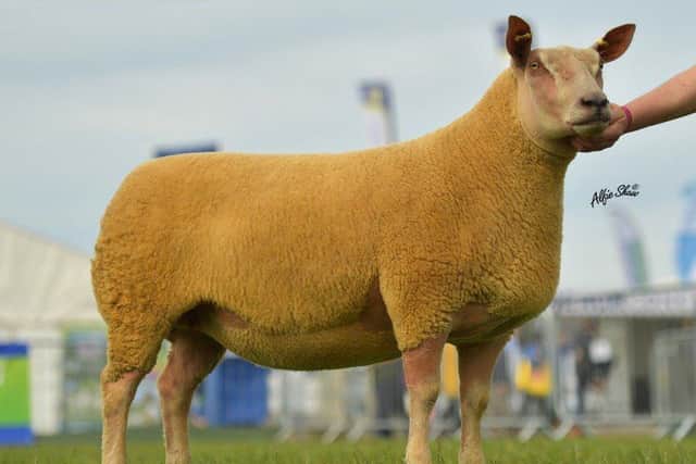 Springhill Tina Turner was unstoppable at Balmoral Show when she beat off stiff competition to be crowned Interbreed Sheep Champion and Champion of Champions for 2019 for breeder Graham Foster.