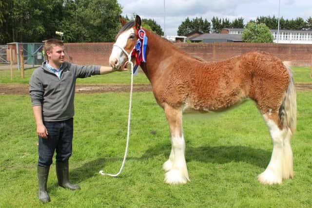 William Hanna, from Ballymoney, with the Clydesdale yearling and 
Ballymoney Reserve Clydesdale Champion 2019 - Mac Fin Queen of the Roses