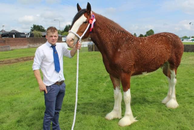 David Patterson, from Garvagh with the Ballymoney 2019 Clydesdale 
Champion - Agivey Sophie