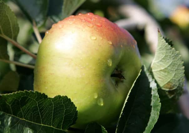 Bramley apple.
Picture by Brian Little